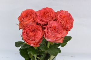 ROSE LION KING KENIA 50